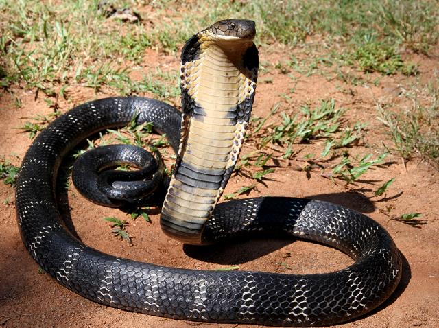 kral-kobra-yılanı